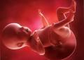 Foto plodu, foto brucha, ultrazvuk a video o vývoji dieťaťa Umiestnenie dieťaťa v 26. týždni tehotenstva