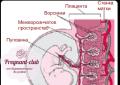 Heterogena građa posteljice Što je proširenje posteljice
